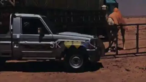 تبطون ماتنسونها (ماعاد فيها ياعتيبه فلسفه) شبل الدواسر بطي 2024 #اكسبلور_عتب #باسل511 