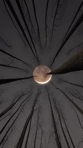 #fypシ #fyp #foryoupage #viral #trending #follow #like #live #livewallpaper #forest #moon #moonwallpaper #forestwallpaper #darkwallpapers 