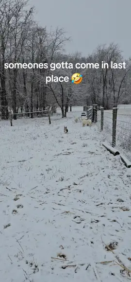 Duchess is still learning how to run with those ever growing legs! #greatpyrenees #puppy #blacklab #corgi #snow #farm 