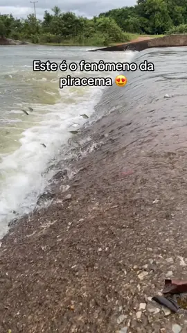 Ja tinham visto os peixes subindo assim? #piracema #peixes #cachoeira 