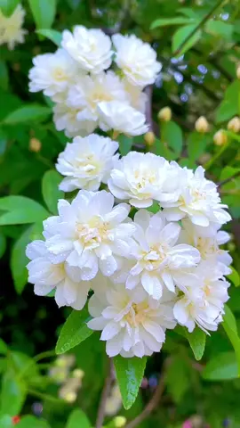 #flowers #beuatifulflowers #tiktok #foryou #scenery #beautifulview #homedecoration #trending #dailyvlog #plants #foryoupage #fyp 