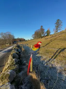 ☀️☀️😍😍#m #macawparrot #macawlovers #macaw #parrot #birds #bird #foryoupage #norway #scarletmacaw #parrots #Love 