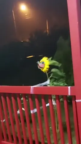 agarrate fuerte!!! 🤣 #girasol #sia #chandelier #tornado 