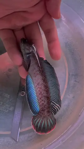 Sabar ya sukma  #andraoindonesia #channaandrao #channaandraoindonesia #channaandraoyogyakarta #andraogondrong 