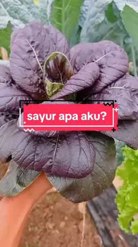 sayur apaa yaaa ini?😁😁#ghbambu #greenhpuse #petanigenz #fyp #viral #pakcoy #redpakcoy #pakcoyungu 