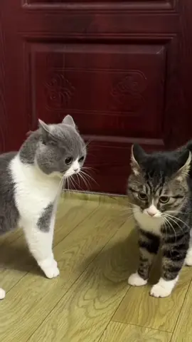 Screaming cats 😅 #catsoftiktok #meow #fyp #funny #cattok #memes #mem #cats 