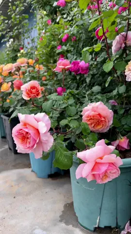 #foryou #tiktok #flowers #rose #beutiful 
