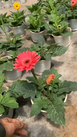 Cây hoa đồng tiền lùn hay cây hoa đồng tiền là cây cảnh được nhiều người yêu thích. Cây có màu hoa đẹp thích hợp trồng trên ban công hay trong chậu cảnh trang trí sân vườn…giúp tô điểm cảnh quan, tăng thêm sức sống cho ngôi nhà hay khuôn viên bạn đang sốngcaydongtien #hoadongtien #cayhoadongtien #dongtiencao #hoadongtiencao #hoadongtienlun #caygionghoadongtien #caycanh #cayphongthuy #caydeban #cayhoa #hoavacay #caytrongnha #caythuysinh #caytrangtri #caydecor