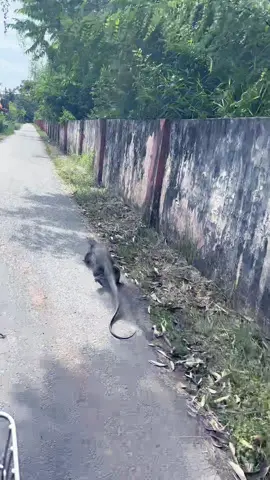 smakin ku kejar smakin kau jauh🦕 #lagu #laguviral #band #musikhits #fyp #fypbiawak  #fiveminutes #smakinkukejarsmakinkaujauh 