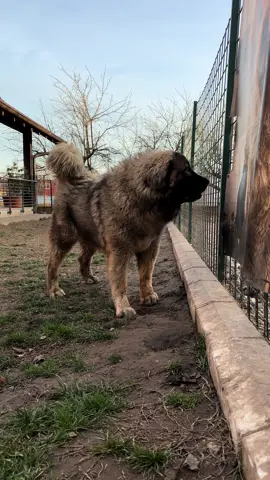 My young hope HUGO turned 1 year old and getting serious dog 💪🤗🥰 ✨Caucasian shepherd dog from Ruski Izvor kennel FCI ✨ 🏠 www.ruskiizvor.jimdo.com  ☎️ Viber, whtsp: + 38163265400  💌 ruskiizvor@hotmail.com  Follow 🚀🚀🚀 @alabay_caucasian_worldwide  @caucasian_shepherd_ruski_izvor  #ruskiizvor #Caucasian #bestdog #caukcasianovcharka #kavkaz #kavkaskiovcar #kavkazskayaovcharka #ovcharkapuppy #puppies #puppylove #кавказскаяовчарка #кавказец🐶 #кавказская_овчарка #kavkazski_ovcar #kaukázusijuhász #kaukaziandog #kaukazusijuhaszkutya #kaukazy #giantdog #кавказец🐾 #bigdogs #pastoredellasiacentrale #caucasianmountaindog #caucasianshepherd #caucasianovcharka #caucasianshepherddogsofinstagram #bigdogs #bigdogsofinstagram #pastoredelcaucaso 