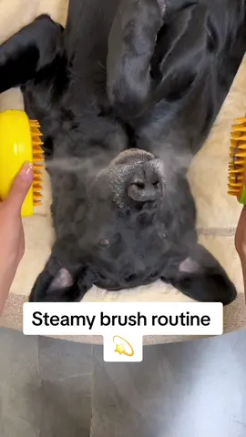 Relax time ❤ #dog #dogs #brush #steamybrush 