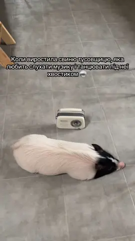 *обовязково зверніть увагу на хвостик, коли музика зупиняєтся 😂  #мініпіг #минипиг #поросятко 