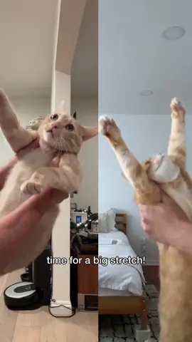 @Felix 🐱 vs Penny