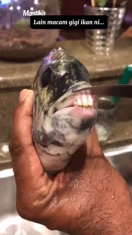 macam gigi manusia la  #infomastika #ikan #haiwanpelik #fyp #tiktokmalaysia 