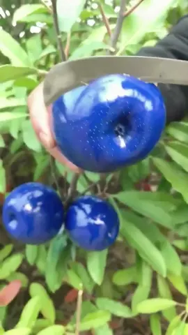 OMG😱blue fruit?😱😋#usa #fruit #asmr 