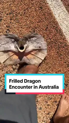 Epic encounter with a frilled dragon – @Semaskovish’s thrilling adventure unfolds in the heart of Australia 🦎 Frilled dragons (Chlamydosaurus kingii) are fascinating reptiles native to northern Australia and southern New Guinea. One of the most distinctive features is their large, frill-like membrane that can be extended around their neck. This frill is used for communication, to intimidate predators, and during courtship displays. What would you do if this happened to you? 😳 🎥 @semaskovish 📍Australia  #frilleddragon #austrliatiktok #australiaanimals #wildlifeanimals #visitaustralia #outbackaustralia 