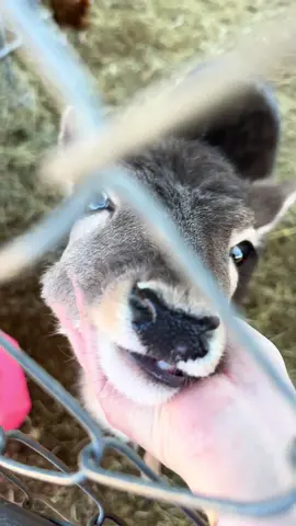 Prepping for the winter storm, picking up BABY TURKEY aftermath 😧 SUNSHINE, LOLLIPOPS and RAINBOWS with baby Glimmer 🥰😌 🦌 🦃 #animals #farm #farmlife #pets #deer #turkey #farmer #hobbyfarm 