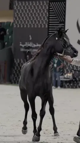 #خيل_عربي_اصيل #خيل_وخياله🐎 #horse 