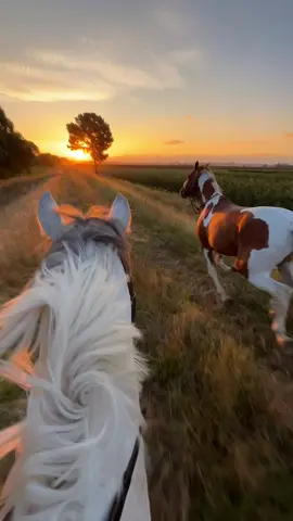 Chasing the sunset with the best 🦄❤️‍🔥#equestrianlife #chasingthesun #prettysky #horsesoftiktok #samanthathedachshund #korokipokid #anniemoffett #galloping #fypシ #fun #sunsetrides #whitehorse #viral 