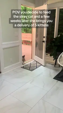 Impeccable delivery service from the cat distribution center ❤️ #catdistributionsystem 