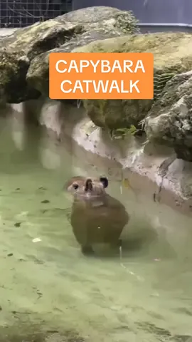 Don’t mind me, just wading!! 😆 #capybara #capybaralove #cuteanimals #funnyanimals #miami #swimming #viral #lol
