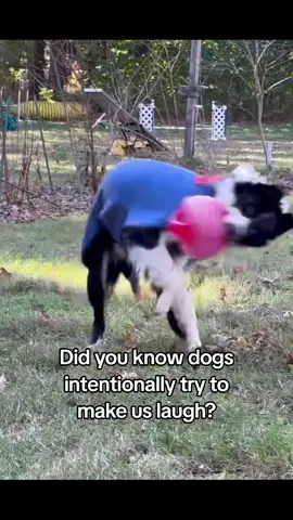 A study from a university in Budapest, Hungary shows that dogs can understand human emotions and react accordingly.  Dogs and humans interpret social information similarly, showing a stronger response to more positive sounds, like laughter!  So next time your dog's doing something ridiculously silly, they might just be wanting to make you laugh.
