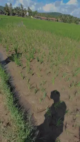 mentahan buat video siang hari di sawah pedesaan #bahansw #mentahan #mentahanvideo #xyzbcafypシ #mentahanliriklagu #lagubarat #sawahpadi #sawah #sawahpedesaan 