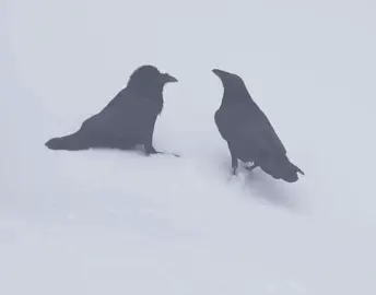 afterrrr your goneee how can we tell them your goneee how can we show them your goneee #fyp #fy #fu #fypage #foryou #foryoupage #animal #animals #nature #wildlife #camera #snow #corvid #raven #bird #birds 