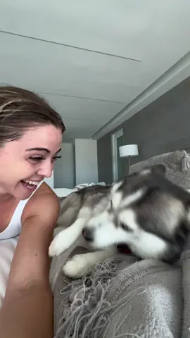 The way Bentley was SO unamused 💀 #dogsoftiktok #pomsky #husky #ilikethislittlelife 