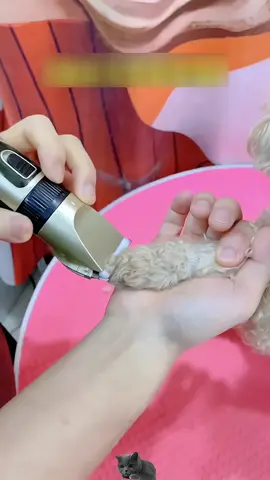 #Pet Hair Clipper Grooming # Pet Shaver Cat#Cat Dog Hair Trimmer#Shaver Set#Cat 