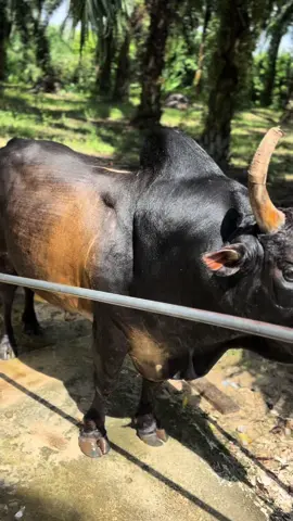 #วัวชนเงินล้าน 