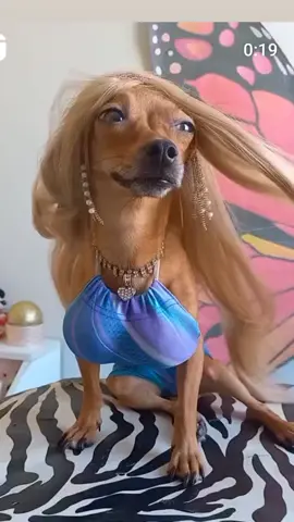 #memes #risas #tiktokviral #viraltiktok #viralvideo #tiktok #belleza #perros #aninales #perrosdecasa #perrosdisfrazados 