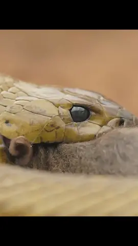 #snake #animals #tiktok #fyp #foryou #wildanimals #animalworld 