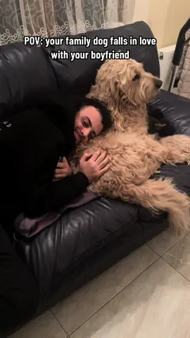 Melts my heart 😭 #dogsoftiktok #goldendoodle #max #boyfriend #family 