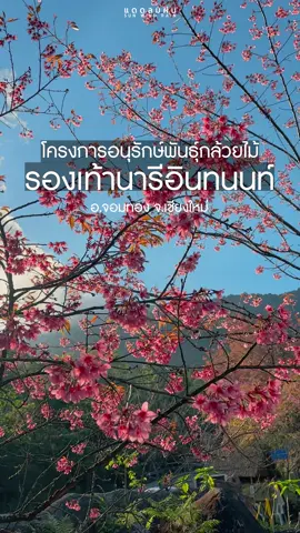 เริ่มบานแล้ว #ดอกพญาเสือโคร่ง 🌸 โครงการศูนย์อนุรักษ์พันธุ์กล้วยไม้รองเท้านารีอินทนนท์ #เชียงใหม่ #แดดลมฝน #วันใหม่ไปไหน