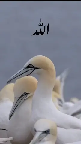 Allah Allah Allah Allah Allah #pakistan #foryoupage #trending #tik_tok #varlvideotiktok #fypシ #♥️♥️♥️♥️♥️♥️♥️♥️♥️♥️♥️♥️♥️🥰🥰🥰🥰🥰🥰🥰🥀 🥀🥀🥀🥀🥀