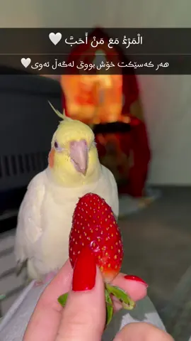 هەموو خواردنێکمان بە شەریکیە 🥹🫶🏻😍#ماشالله_تبارك_الله #rio_koktel #كۆکتێل #slemani #😍🥰 #کۆکتێل #کۆکتێل 