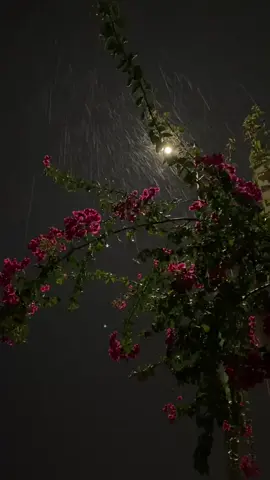 قوم لملم لي شتاتي #اكسبلور 