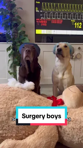 Dogtors save the day 🧸