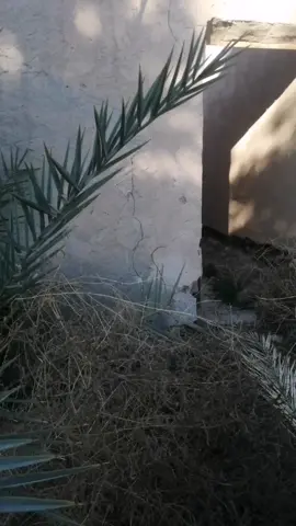 جيت اسألج يادار عن گرة العين #كاضم_المدلل #غاني_عراقيه #غاني_قديمة_👑_تسجيلات_شقل_ءيدي #قديم #بيت_مهجور #بيت_لحم #fyp #اكسبلور 