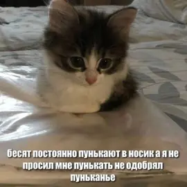 #котята #озвучкакотиков 