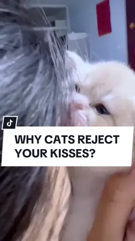 Why do cats always reject your kisses? 🤔