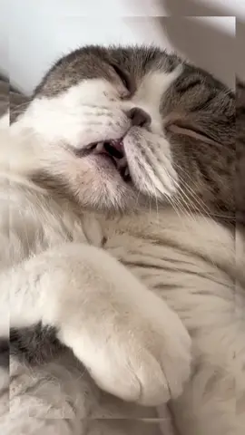 What does it mean when a cat snores?#cat #fyp #cute #catvideos #catsoftiktok 
