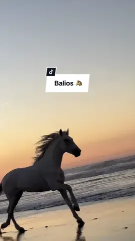 These moments of freedom mean everything 🤍 Balios running free melts our hearts everytime ❤️ . . #chevalessaouira #fyp #greenscreen #freehorse #pourtoi 