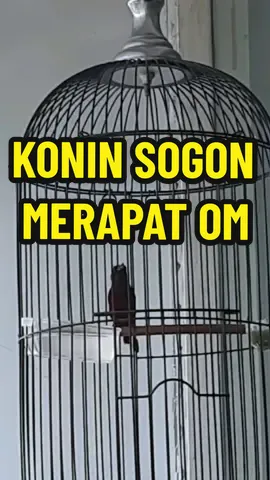 Konin sogon mania merapat om, nektar promo khusus Tiktokshop monggo #ryonektar #ryobird #nektarmultiflora #nektarkonin #nektarsogon #sogokontong #sogonmania #sogonmaniaindonesia #koninmania #koninmaniaindonesia #nektarkolibri 