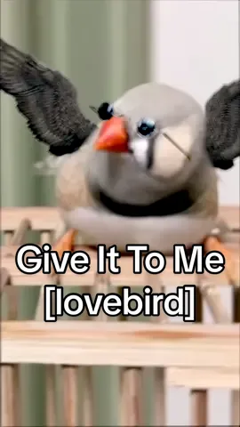 Full Version Done Brav 🐦  [free link on youtube] Have a chripsy day you ❤️ [you’re my lovebird] LOVE IS THE ANSWER #birdremix #gimmegimme #trap