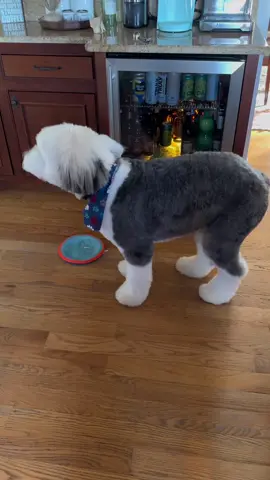 Ellen wanted nothing to do with Gus’ shenanigans 🤣🐶 #dog #doggo #puppy #puppiesoftiktok #pup #dogsoftiktok #tiktokdogs #doglover #dogtok #cute #dogs #doggos #dogdad #oldenglish #oldenglishsheepdogs #sheepdogs #sheepdogsoftiktok 