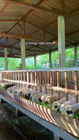 #kambing #indonesia🇮🇩 #peternakmuda 