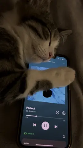 #perfect #edsheeran #cat #music #viral #foryou #foryoupage #foryoupageofficiall #tiktoksafe #safe #viralovernight 