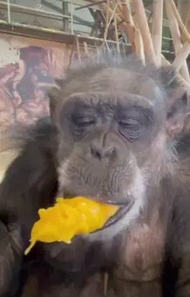 How is he spinning that mango ??? 😂🐒🐵 #ape #sweet #mango #spinning #laugh #funny #tasty #fy #fypシ゚viral #meme #memes #fypシ #goviral #goviralgo #ldn_777 